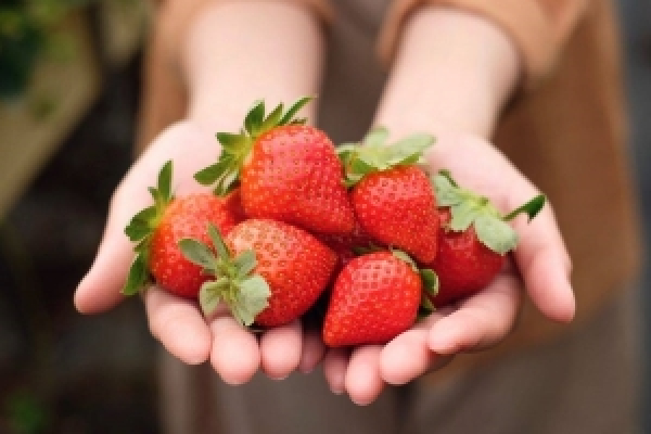 【手機交友APP推薦】草莓季開跑！！哪裡可以採草莓、拍美照？盤點北中南5家草莓園好去處！